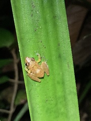 Pristimantis altamnis