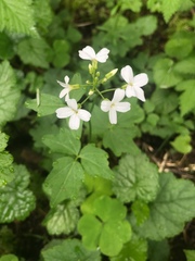 Cardamine angulata