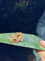 Pristimantis mallii