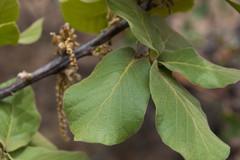 Quercus jonesii