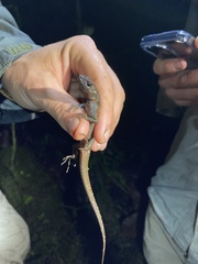Potamites strangulatus