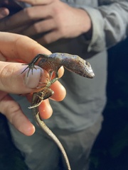 Potamites strangulatus