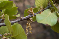 Quercus jonesii