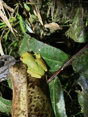Boana cinerascens