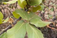 Quercus jonesii