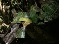 Boana cinerascens