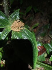 Pristimantis prolatus