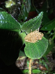 Pristimantis prolatus