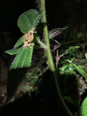 Pristimantis prolatus