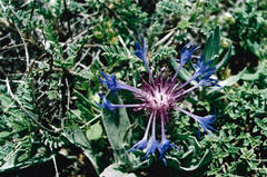 Centaurea triumfettii