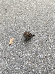 Passer domesticus