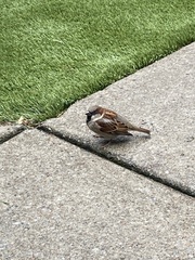Passer domesticus