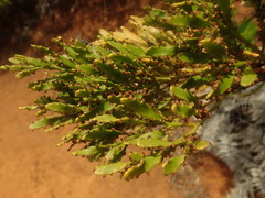 Exocarpos neocaledonicus