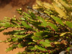 Exocarpos neocaledonicus