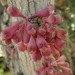 Syzygium acre - Photo (c) Shankar Meyer, some rights reserved (CC BY-NC), uploaded by Shankar Meyer
