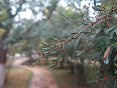 Syringa protolaciniata
