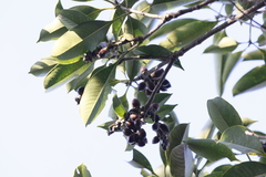 Lithocarpus hancei