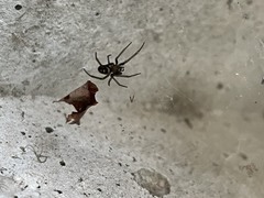 Steatoda grossa