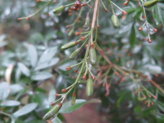 Syringa protolaciniata