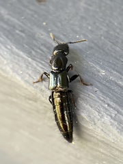 Thyreocephalus