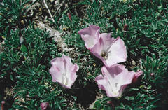 Convolvulus boissieri