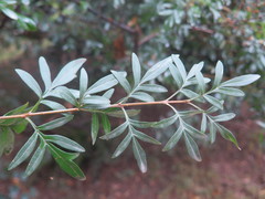 Syringa protolaciniata