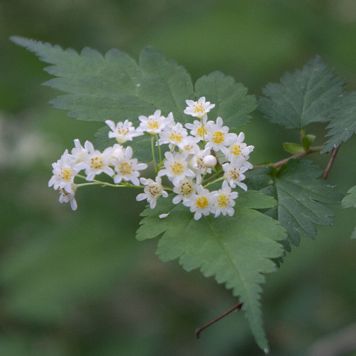 Neillia incisa
