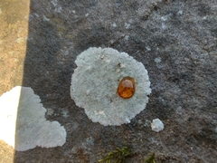 Phlyctis petraea