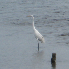 Ardea alba modesta