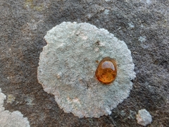 Phlyctis petraea