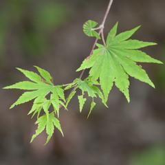 Acer sieboldianum