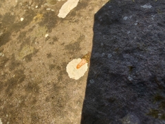 Phlyctis petraea