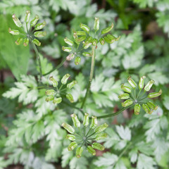 Coptis japonica, photograph (c) Timur Kalininsky, some rights reserved (CC BY)