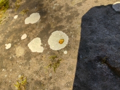 Phlyctis petraea