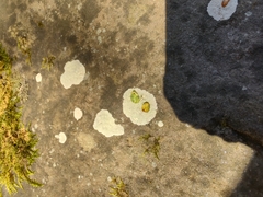 Phlyctis petraea