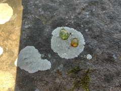 Phlyctis petraea