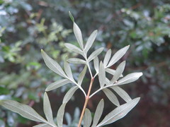 Syringa protolaciniata