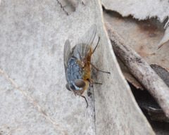Calliphora albifrontalis