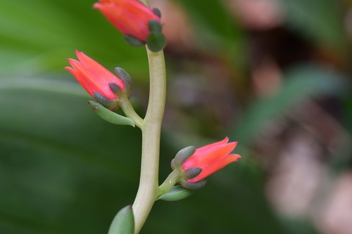 Echeveria goldmanii