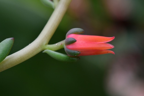 Echeveria goldmanii