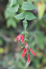 Salvia holwayi