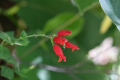 Salvia holwayi