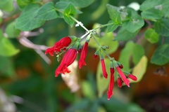 Salvia holwayi
