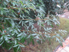Syringa protolaciniata