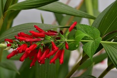Salvia holwayi