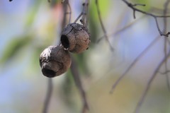 Corymbia calophylla