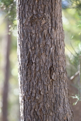 Corymbia calophylla