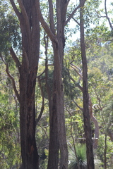 Corymbia calophylla