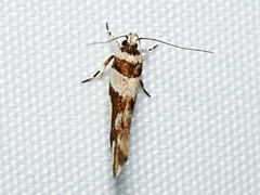 Macrobathra desmotoma