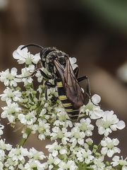 Zanysson texanus
